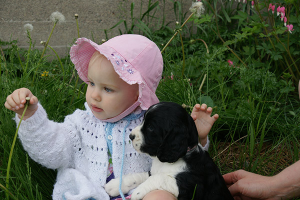 Family Dog